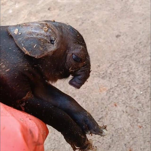 皇冠信用網登3代理
_猪生象？云南一母猪诞下两只猪仔形似大象皇冠信用網登3代理
，专家回应